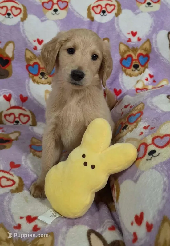 Dave – Goldendoodle puppy for sale in Mesa, AZ