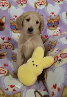 Dale, a male Goldendoodle for sale in Mesa, AZ – Photo 2 of 2