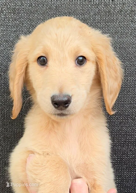 Dave – Goldendoodle puppy for sale in Mesa, AZ