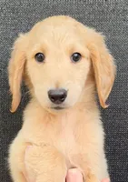 Dale, a male Goldendoodle for sale in Mesa, AZ – Photo 1 of 2