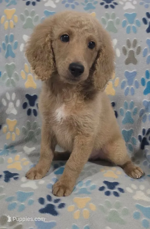 Fonzy – Goldendoodle puppy for sale in Mesa, AZ