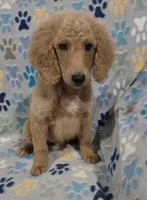 Fonzy, a male Goldendoodle for sale in Mesa, AZ – 2 of 3