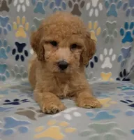 Bob, a male Goldendoodle for sale in Mesa, AZ – 6 of 8