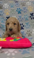 Barnie, a male Miniature Goldendoodle for sale in Mesa, AZ – 2 of 3