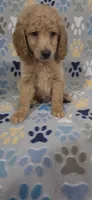 Dane, a male Goldendoodle for sale in Mesa, AZ – 3 of 4