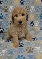 Noodle, a male Goldendoodle for sale in Mesa, AZ – 3 of 6