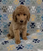 Brownie, a male Goldendoodle for sale in Mesa, AZ – 4 of 7