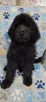 June, a female Goldendoodle for sale in Mesa, AZ – 4 of 4