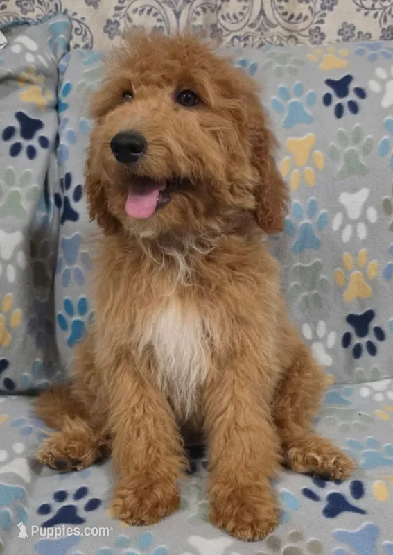 Lilly – Goldendoodle puppy for sale in Mesa, AZ