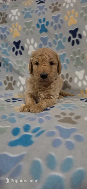Brownie – Miniature Goldendoodle puppy for sale in Mesa, AZ
