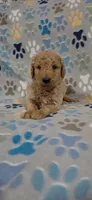 Brownie, a male Miniature Goldendoodle for sale in Mesa, AZ – 1 of 2