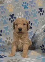 Noodle, a male Miniature Goldendoodle for sale in Mesa, AZ – 1 of 2