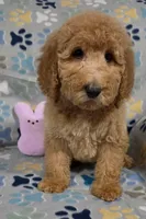 Jane, a female Goldendoodle for sale in Mesa, AZ – Photo 6 of 7