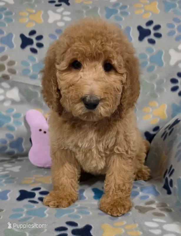 Jane – Goldendoodle puppy for sale in Mesa, AZ