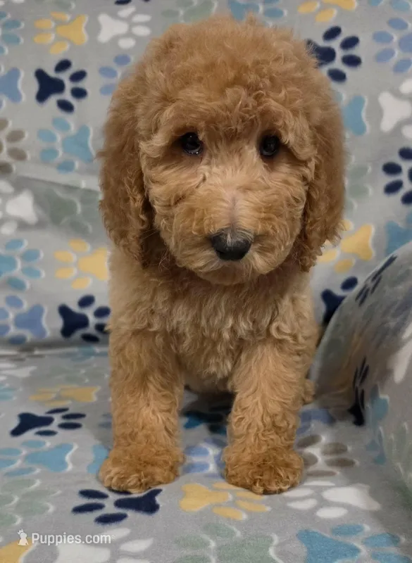 Jane – Goldendoodle puppy for sale in Mesa, AZ