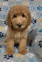 Jane, a female Goldendoodle for sale in Mesa, AZ – Photo 5 of 7