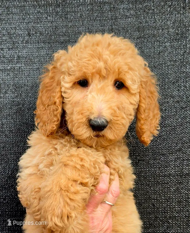 Jane – Goldendoodle puppy for sale in Mesa, AZ