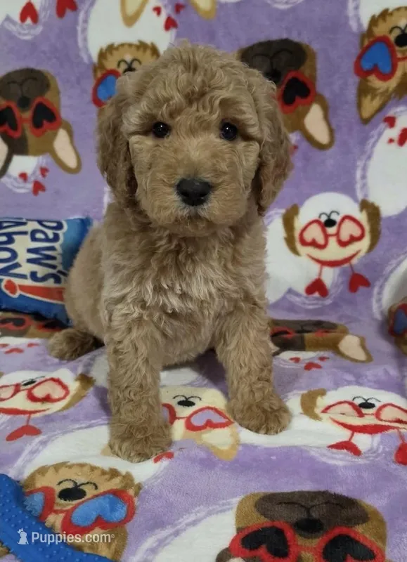 Jane – Goldendoodle puppy for sale in Mesa, AZ