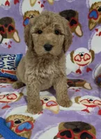 Jane, a female Goldendoodle for sale in Mesa, AZ – Photo 1 of 2