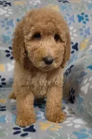 Jane, a female Goldendoodle for sale in Mesa, AZ – Photo 7 of 7