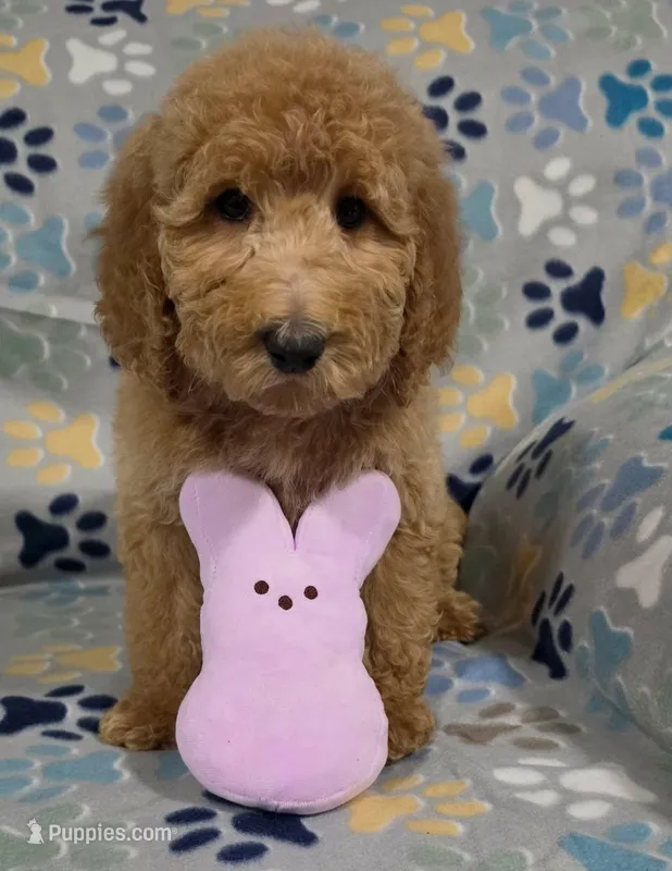 Jane – Goldendoodle puppy for sale in Mesa, AZ