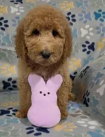 Jane, a female Goldendoodle for sale in Mesa, AZ – Photo 1 of 7