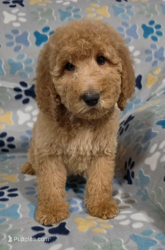 Jane – Goldendoodle puppy for sale in Mesa, AZ