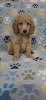 Dane, a male Goldendoodle for sale in Mesa, AZ – 2 of 4