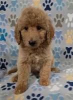Brownie, a male Goldendoodle for sale in Mesa, AZ – 6 of 7
