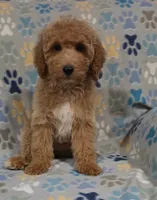 Lilly, a female Goldendoodle for sale in Mesa, AZ – 1 of 5