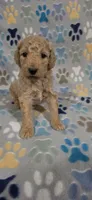 Fonzy, a male Miniature Goldendoodle for sale in Mesa, AZ – 3 of 4
