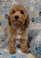 Lilly, a female Goldendoodle for sale in Mesa, AZ – 5 of 5