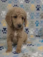 Fonzy, a male Goldendoodle for sale in Mesa, AZ – 5 of 6