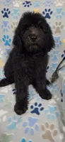 June, a female Goldendoodle for sale in Mesa, AZ – 2 of 4