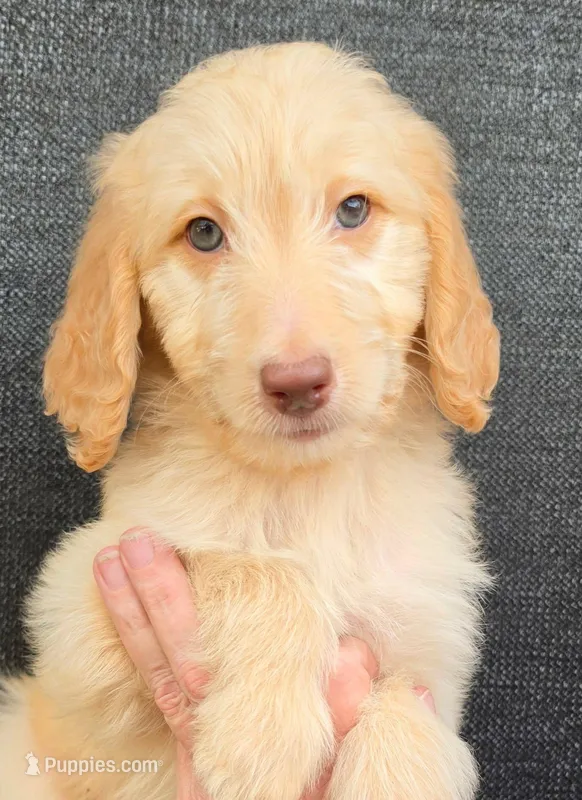 June – Goldendoodle puppy for sale in Mesa, AZ