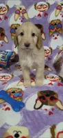 June, a female Goldendoodle for sale in Mesa, AZ – Photo 2 of 2