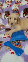 June, a female Goldendoodle for sale in Mesa, AZ – Photo 1 of 2