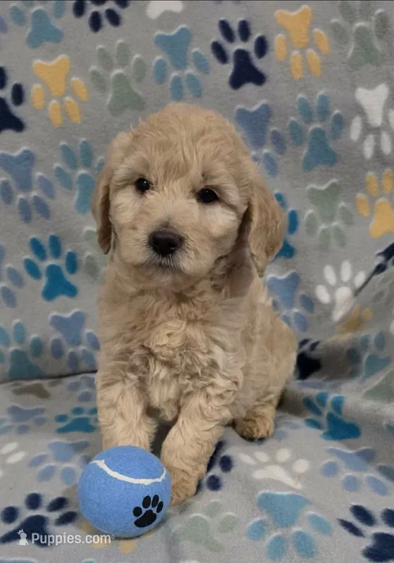 June – Goldendoodle puppy for sale in Mesa, AZ