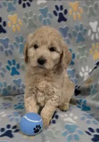 June, a female Goldendoodle for sale in Mesa, AZ – 2 of 2