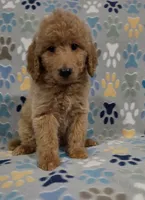 Brownie, a male Goldendoodle for sale in Mesa, AZ – 2 of 7