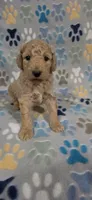 Fonzy, a male Miniature Goldendoodle for sale in Mesa, AZ – 4 of 4