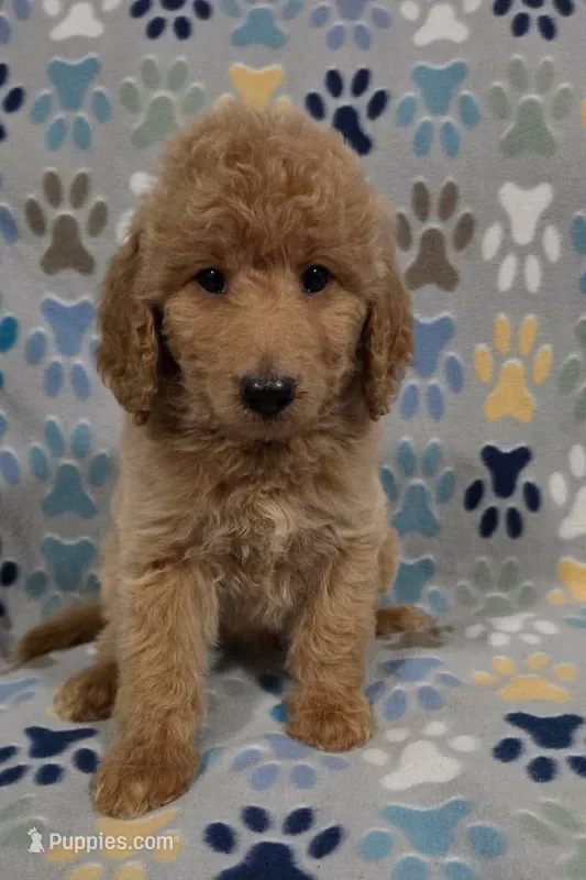 Brownie – Miniature Goldendoodle puppy for sale in Mesa, AZ