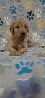 Brownie, a male Miniature Goldendoodle for sale in Mesa, AZ – 2 of 2