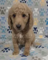 Fonzy, a male Goldendoodle for sale in Mesa, AZ – 6 of 6
