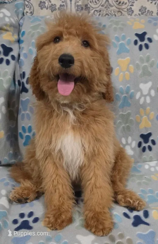 Lilly – Goldendoodle puppy for sale in Mesa, AZ
