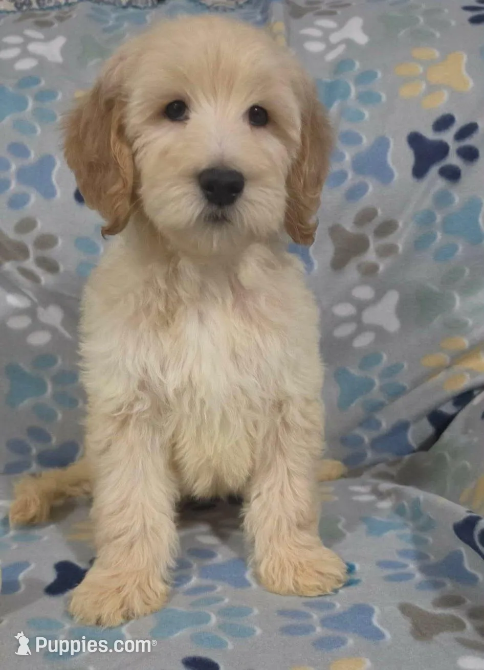 Duke, a male Goldendoodle for sale in Mesa, AZ – Photo 3 of 7