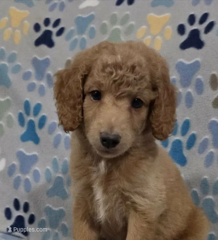 Barnie – Miniature Goldendoodle puppy for sale in Mesa, AZ