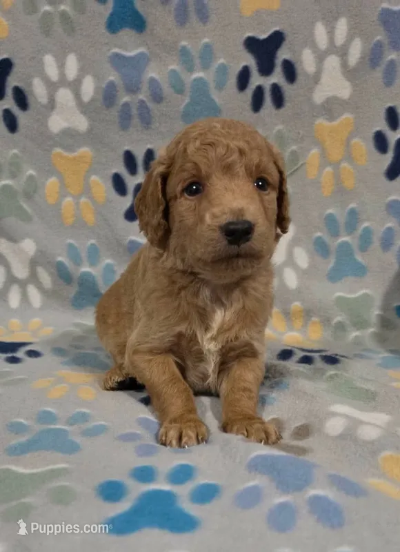 Bob – Miniature Goldendoodle puppy for sale in Mesa, AZ