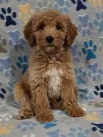 Lilly, a female Miniature Goldendoodle for sale in Mesa, AZ – 2 of 3