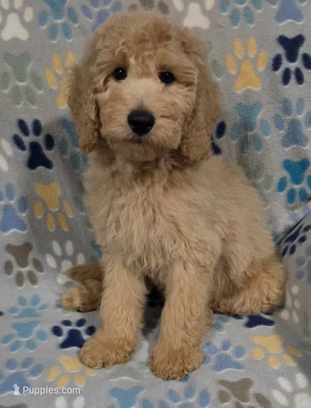 Noodle – Goldendoodle puppy for sale in Mesa, AZ